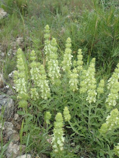Sideritis fruticulosa, photographed by Julien Renoult