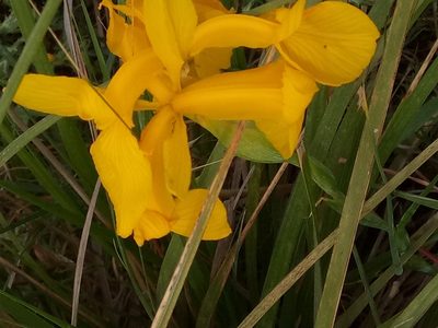Iris juncea, photographed by Karim Haddad