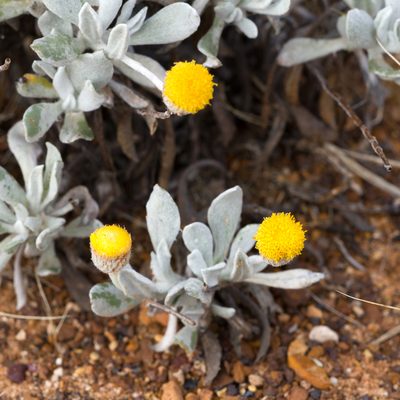 Anemocarpa podolepidium, photographed by Kym Nicolson