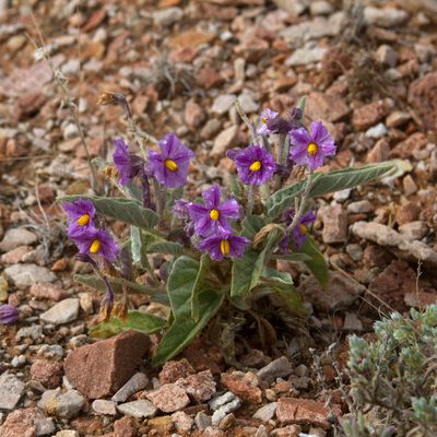 Solanum lithophilum, photographed by Kym Nicolson