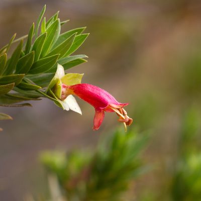 Eremophila duttonii, photographed by Kym Nicolson