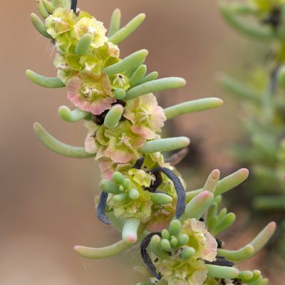 Maireana pentatropis, photographed by Kym Nicolson