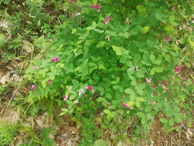 Lathyrus roseus, photographed by Екатерина Кропочева