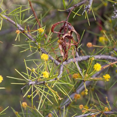 Acacia tetragonophylla, photographed by Kym Nicolson