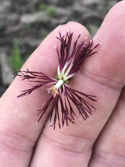 Pelargonium afrum, photographed by Dave U
