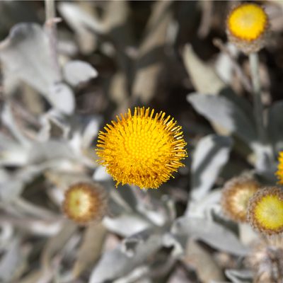 Anemocarpa podolepidium, photographed by Kym Nicolson