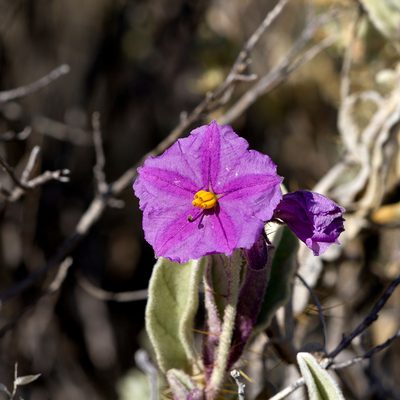 Solanum lithophilum, photographed by Kym Nicolson