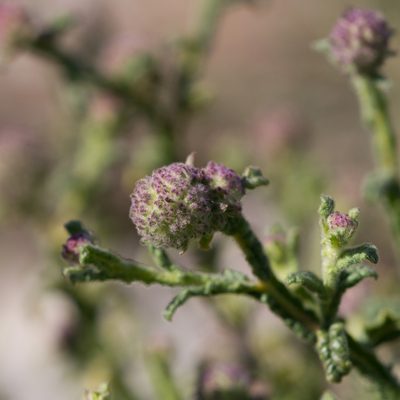 Pterocaulon sphacelatum, photographed by Kym Nicolson