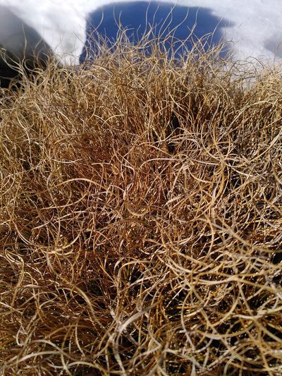 Chionochloa crassiuscula, photographed by Loïc Chalmandrier