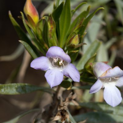 Eremophila freelingii, photographed by Kym Nicolson