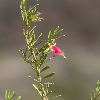Eremophila latrobei, photographed by Kym Nicolson