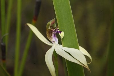 Praecoxanthus aphyllus, photographed by Em Lamond