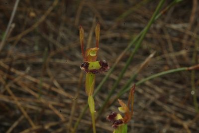 Leporella fimbriata, photographed by Em Lamond