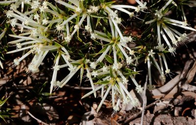 Styphelia tenuiflora, photographed by Margaret Langley