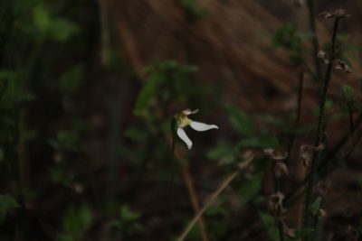 Eriochilus dilatatus, photographed by Em Lamond