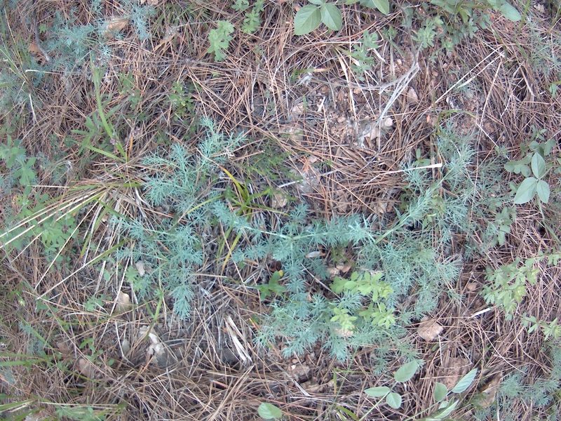 Seseli dichotomum, photographed by Михаил Орлов