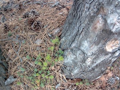 Cruciata taurica, photographed by Михаил Орлов