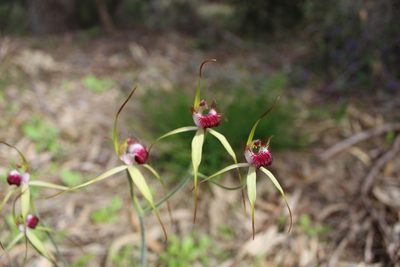 Caladenia arenicola, photographed by Em Lamond