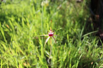Caladenia arenicola, photographed by Em Lamond