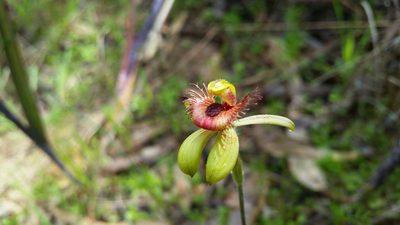 Caladenia discoidea, photographed by Em Lamond