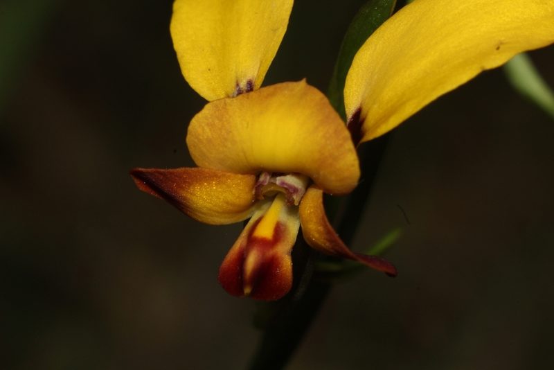 Diuris brumalis, photographed by Em Lamond