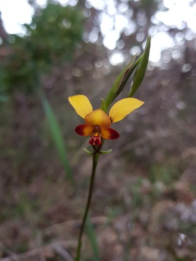 Diuris brumalis, photographed by Em Lamond