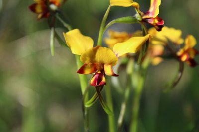 Diuris corymbosa, photographed by Em Lamond