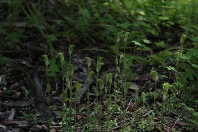 Pterostylis ectypha, photographed by Em Lamond