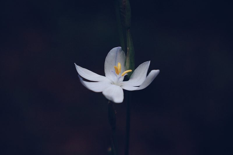 Orthrosanthus exsertus, photographed by Claudio Cantú Muñiz