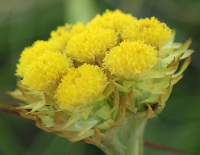 Helichrysum cephaloideum, photographed by Peter Warren