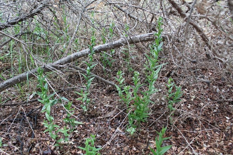 Pterostylis orbiculata, photographed by Em Lamond