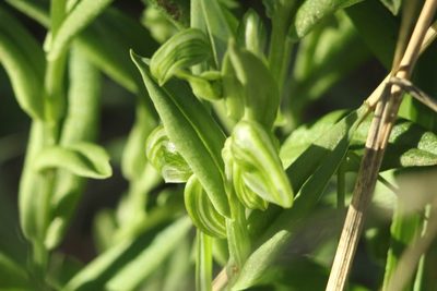 Pterostylis orbiculata, photographed by Em Lamond