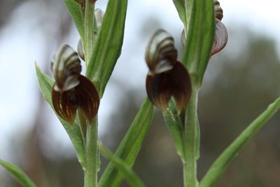 Pterostylis orbiculata, photographed by Em Lamond