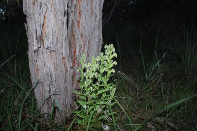 Pterostylis orbiculata, photographed by Em Lamond