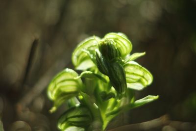 Pterostylis orbiculata, photographed by Em Lamond