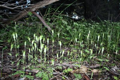 Pterostylis ectypha, photographed by Em Lamond