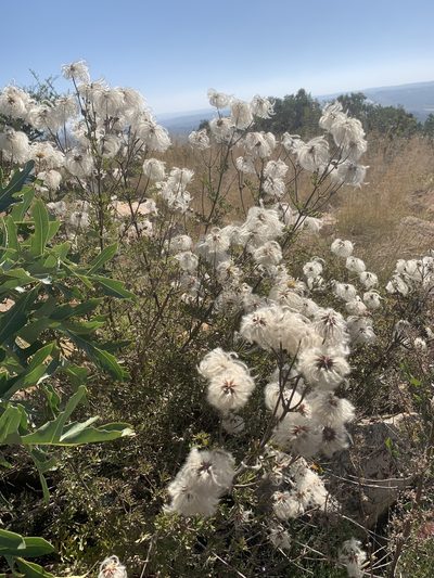 Clematis villosa, photographed by Matthew Fainman