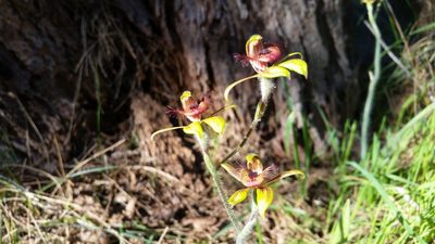 Caladenia discoidea, photographed by Em Lamond
