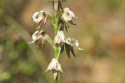 Prasophyllum parvifolium, photographed by Em Lamond
