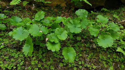 Sullivantia sullivantii, photographed by aarongunnar