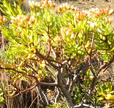 Crassula sarcocaulis, photographed by Matthew Fainman