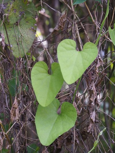 Aristolochia shimadae, photographed by 葉子