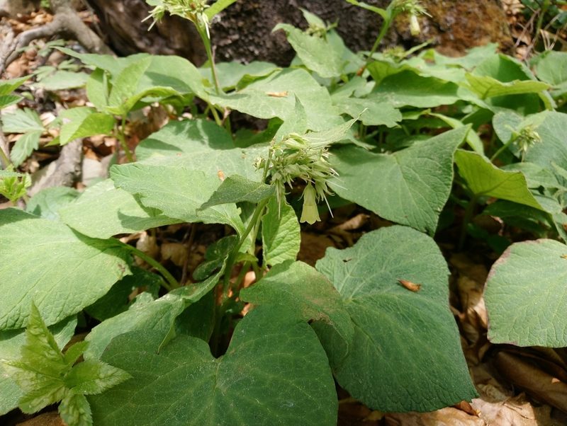 Symphytum cordatum, photographed by kalopsia