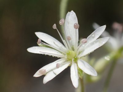 Stellaria vestita, photographed by 葉子