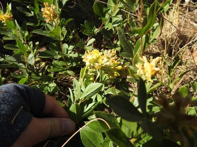 Pearsonia cajanifolia, photographed by Matthew Fainman