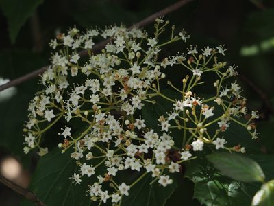 Viburnum luzonicum, photographed by 葉子