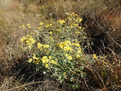 Cineraria austrotransvaalensis, photographed by Matthew Fainman