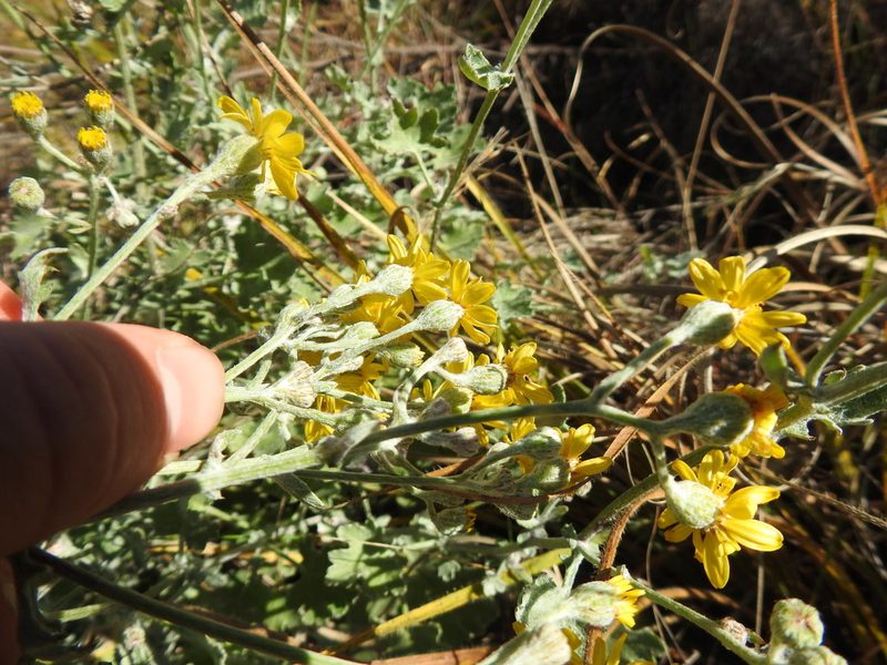 Cineraria austrotransvaalensis, photographed by Matthew Fainman