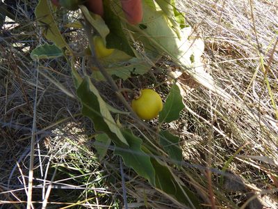 Solanum lichtensteinii, photographed by Matthew Fainman