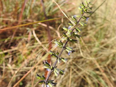 Salvia tiliifolia, photographed by Matthew Fainman